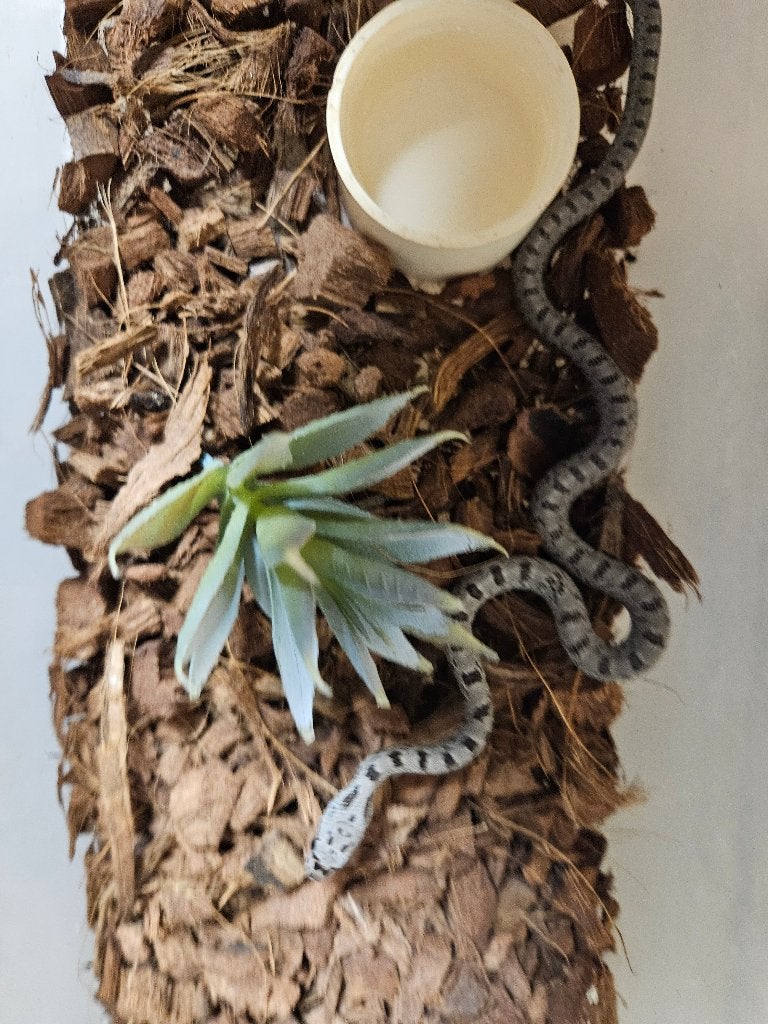 Pantherophis bairdi Bairdi rattenslang Rat Snake photo 3