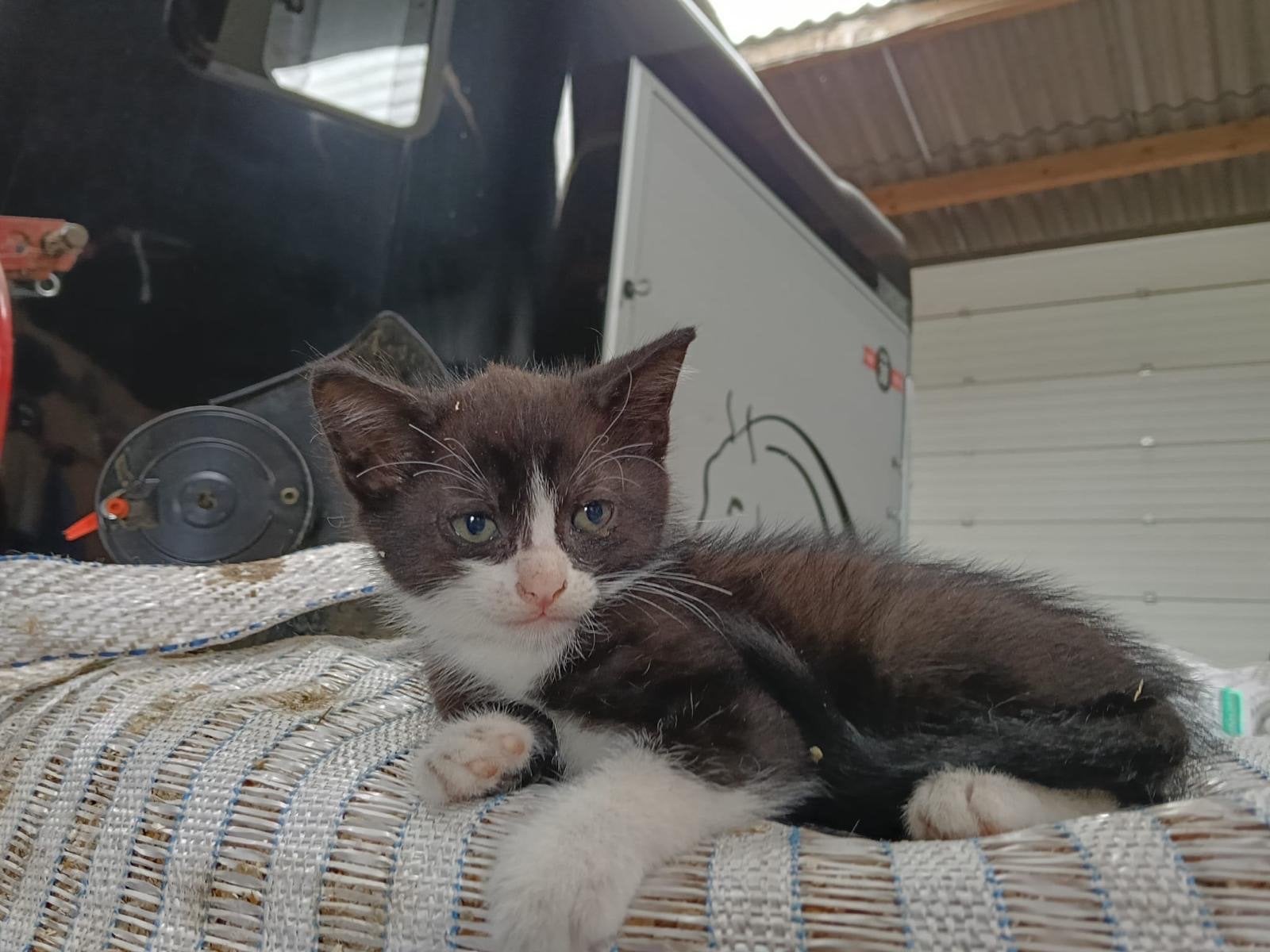 Boerderij kittens te koop, Dieren en Toebehoren, Meerdere dieren, Kortharig, 0 tot 2 jaar
