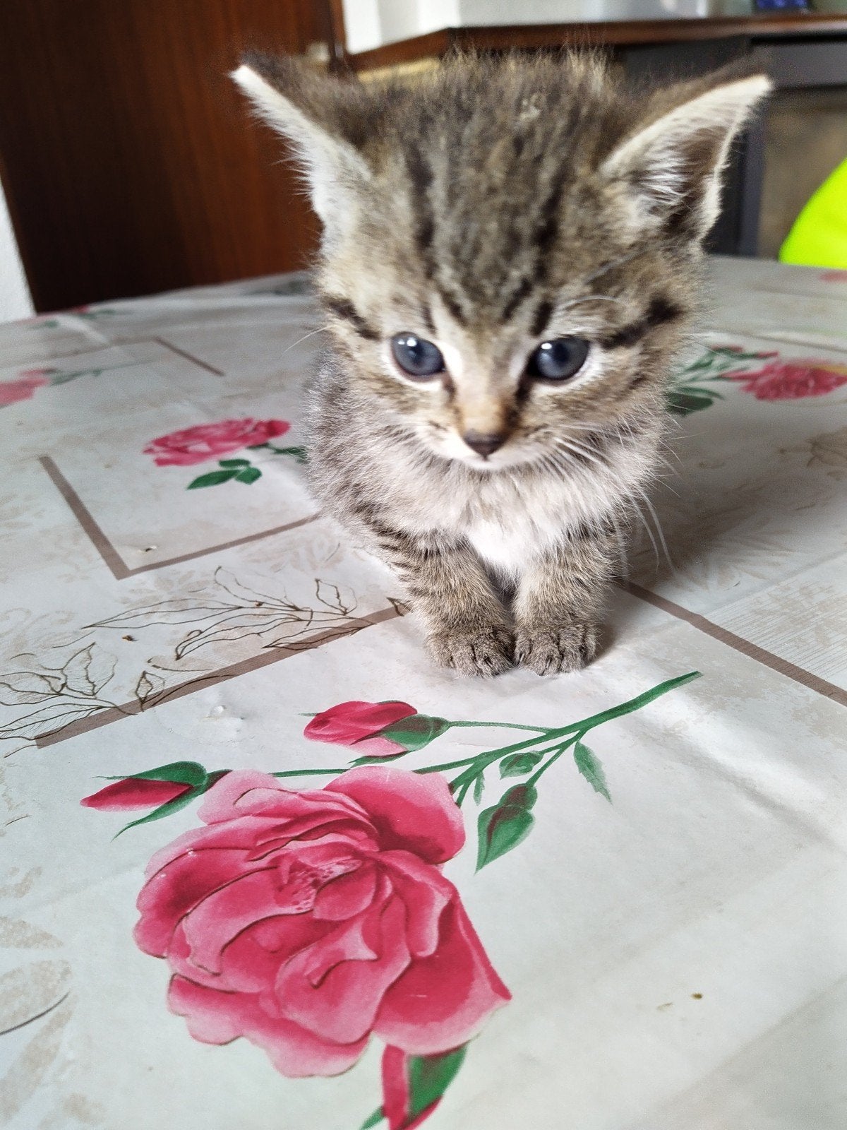 3 kittens ruim 6 weken oud, Dieren en Toebehoren, Poes, Kortharig, 0 tot 2 jaar