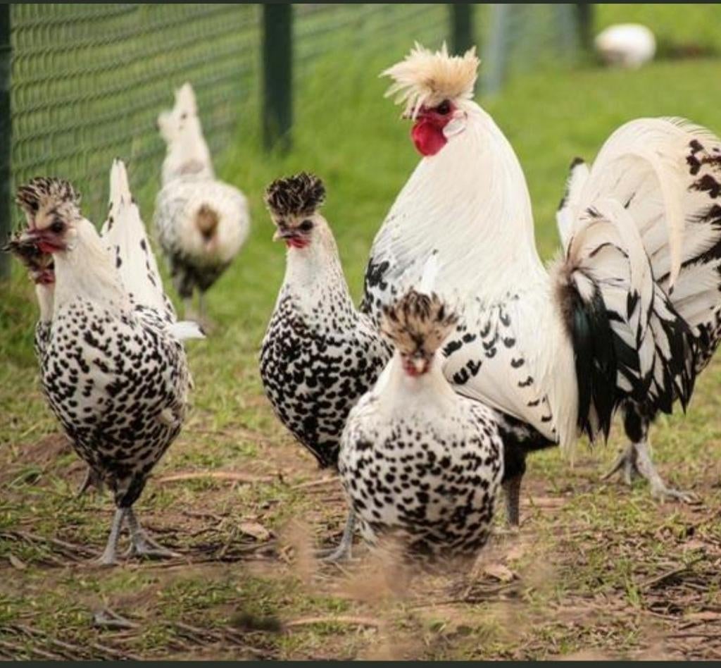 Broedeieren van Appenzeller spitskuif, Dieren en Toebehoren, Pluimvee
