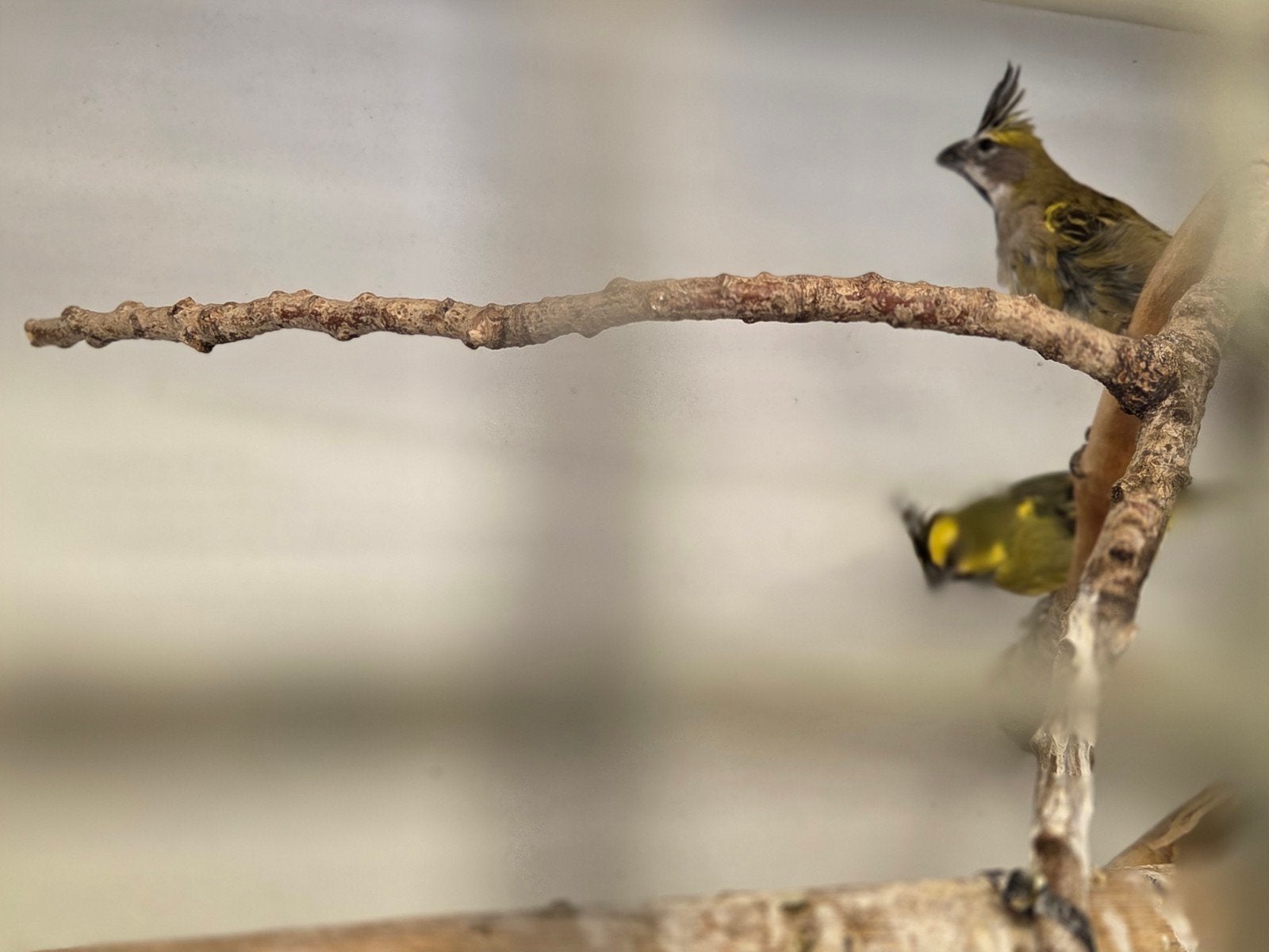 Groene kardinaal kweekkoppels, Dieren en Toebehoren, Meerdere dieren