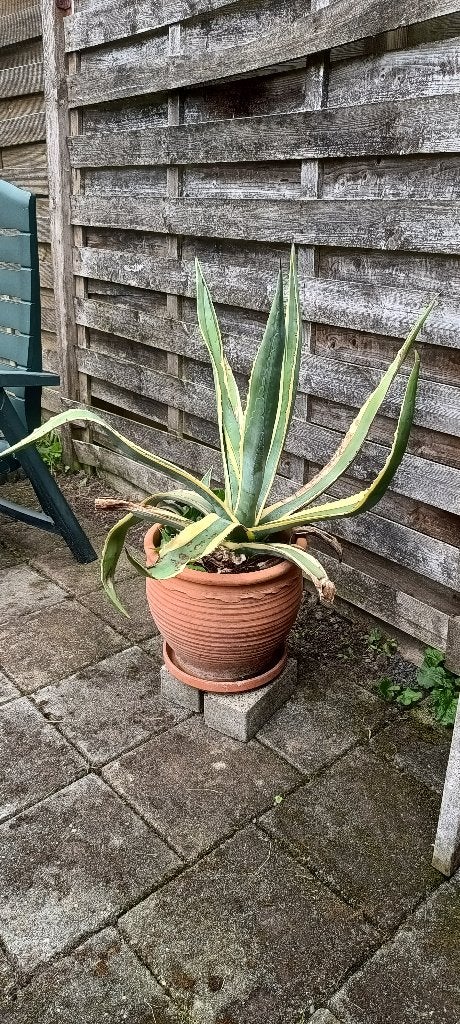 Grote cactus, Tuin en Terras, Vaste plant, Bloeit niet, Halfschaduw, Ophalen