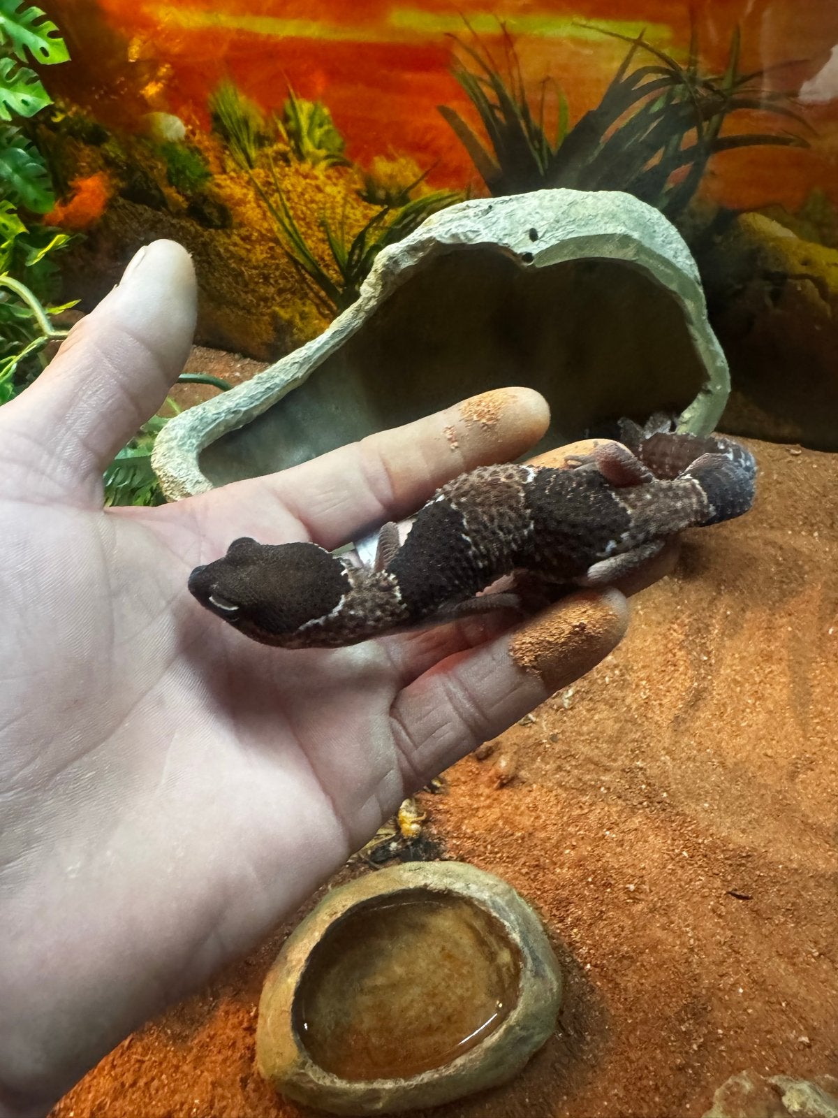2 afrikaanse verstaart gekko, Dieren en Toebehoren, Reptielen en Amfibieën, Hagedis, Met terrarium, 0 tot 2 jaar