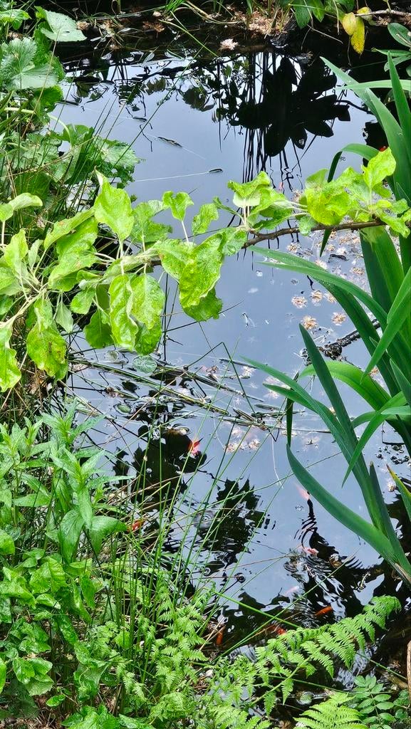 Goudvissen gratis afhalen, Tuin en Terras, Vijvers, Ophalen of Verzenden