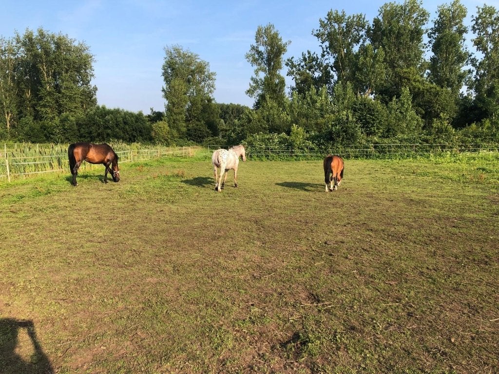 Op zoek naar een plek voor onze 3 paardjes, Weidegang, 2 of 3 paarden of pony's