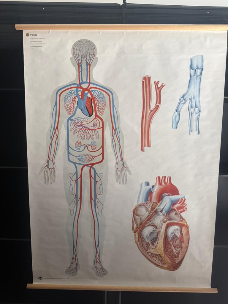 Schoolplaat bloedsomloop, Ophalen of Verzenden, Natuur en Biologie