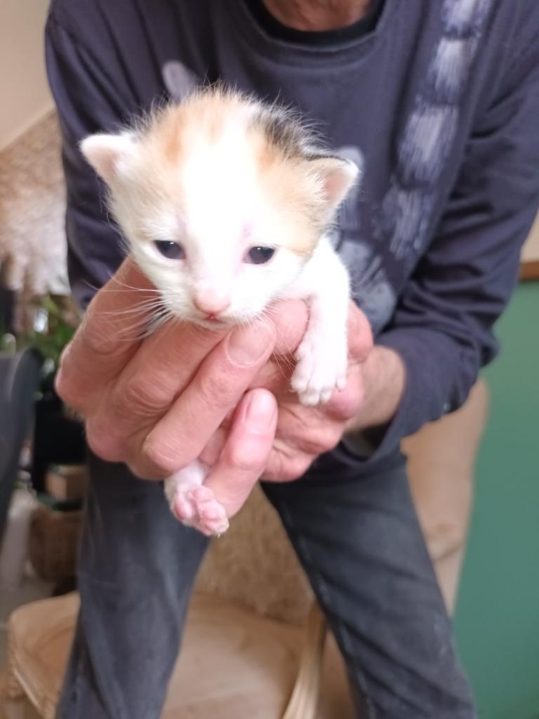 De 2 leukste kittens zoeken nog een huisje, Dieren en Toebehoren, Katten en Kittens | Overige Katten, Meerdere dieren, Kortharig