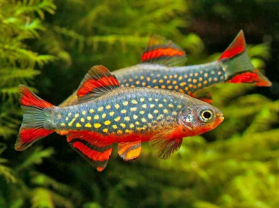Rasbora Galaxy!!!, Dieren en Toebehoren, Vissen | Aquariumvissen, Vis