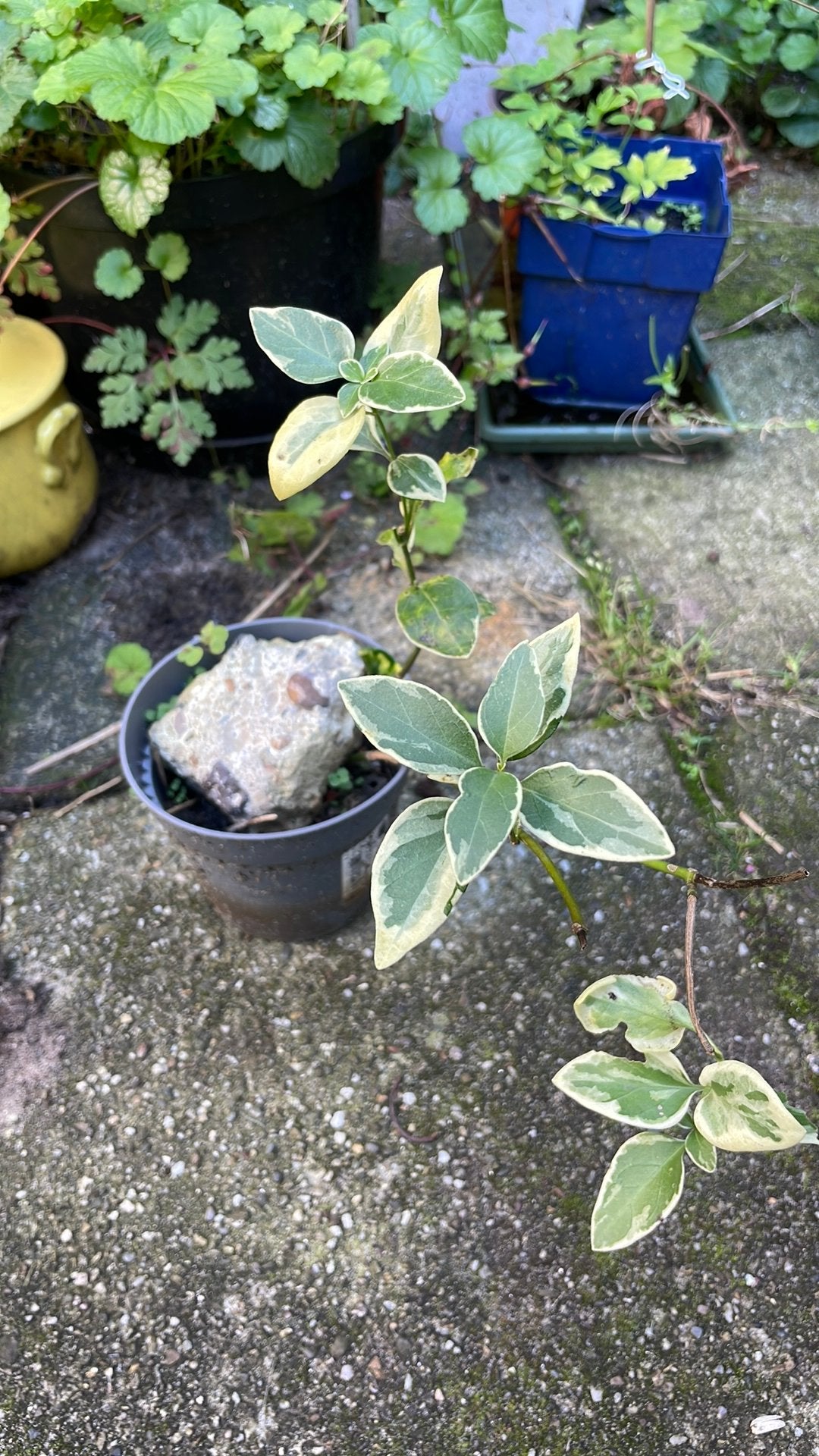Kleinbladige bonte Vinca, maagdenpalm. Gifvrij!, Ophalen, Overige soorten, Volle zon