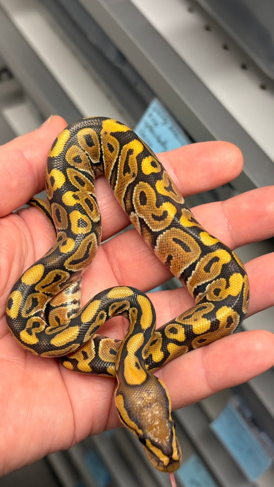 Hypo 100% het clown ball python