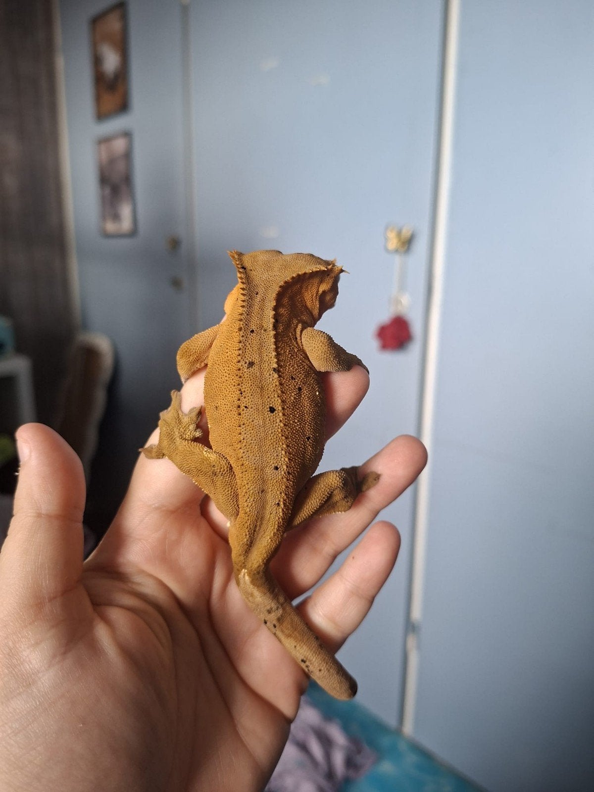 wimper gekko.man Crested Gecko photo 3