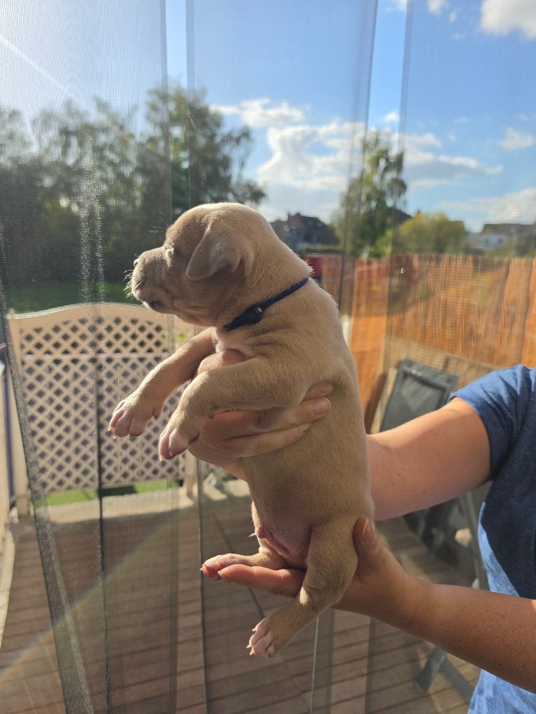 American Bully XL, België, Particulier, 8 tot 15 weken, Groot