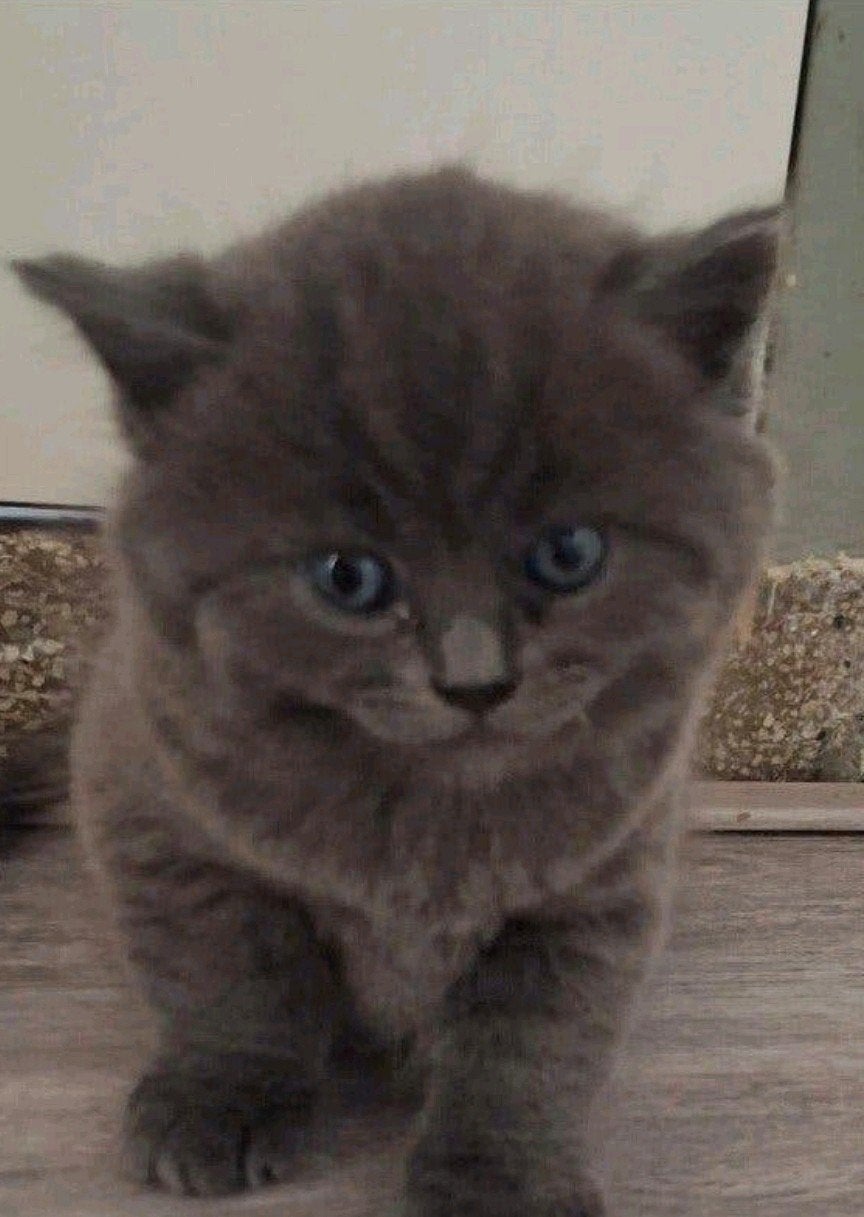 Britsekorthaar/Blauwerus kittens.