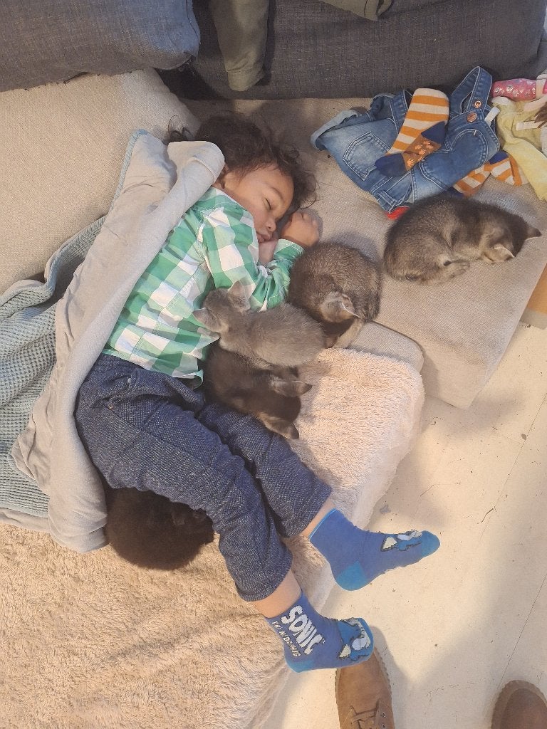 Meerdere katten te koop, Meerdere dieren, Kortharig, 0 tot 2 jaar