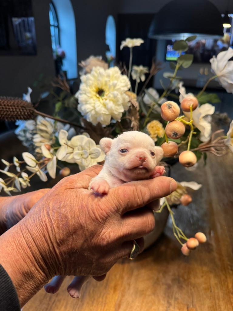 Prachtige raszuivere chihuahua pups, Parvo, Reu, 8 tot 15 weken, Meerdere