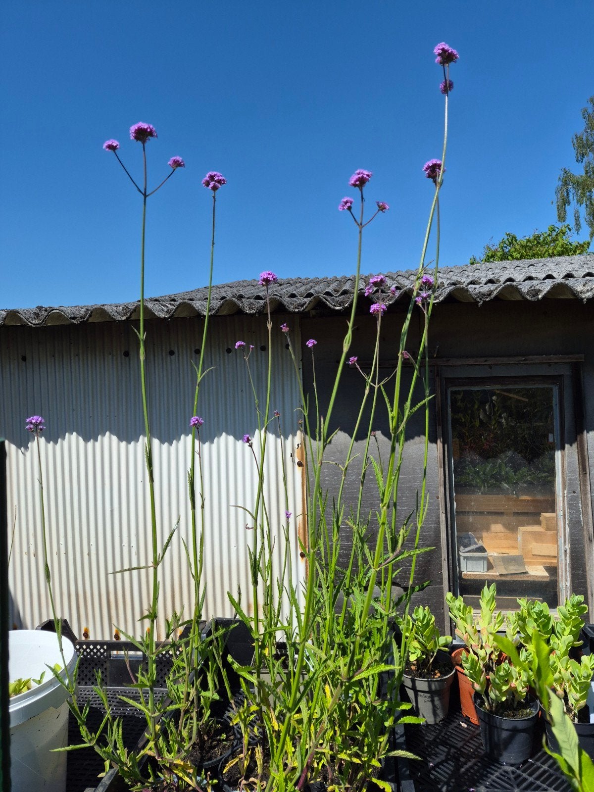 Diverse stekken IJzerhard, Volle zon, Vaste plant, Zomer, Ophalen