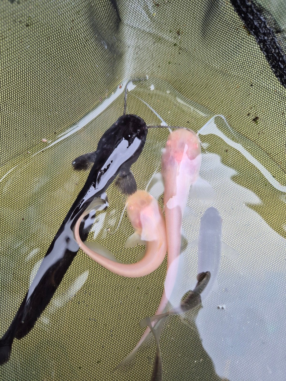 Europese meervallen 15 cm albino en zwarte, Overige soorten
