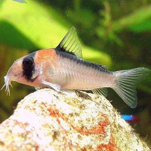 Corydora Adolfoi, Vis