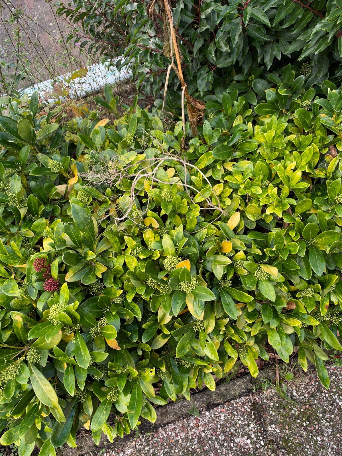 Glanzmispel (Photinia) - Groenblijvende struik, Overige soorten, Vaste plant, Ophalen of Verzenden, Halfschaduw