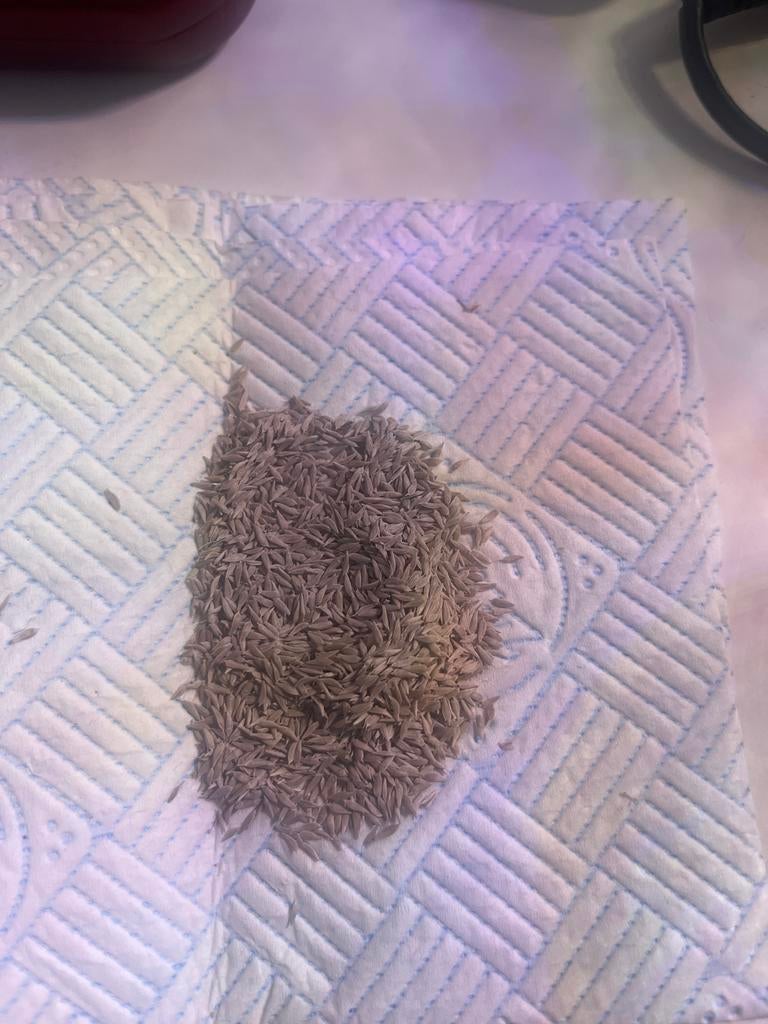 Gratis Biologische Kropsla Zaden, Tuin en Terras, Ophalen of Verzenden, Voorjaar, Volle zon, Zaad