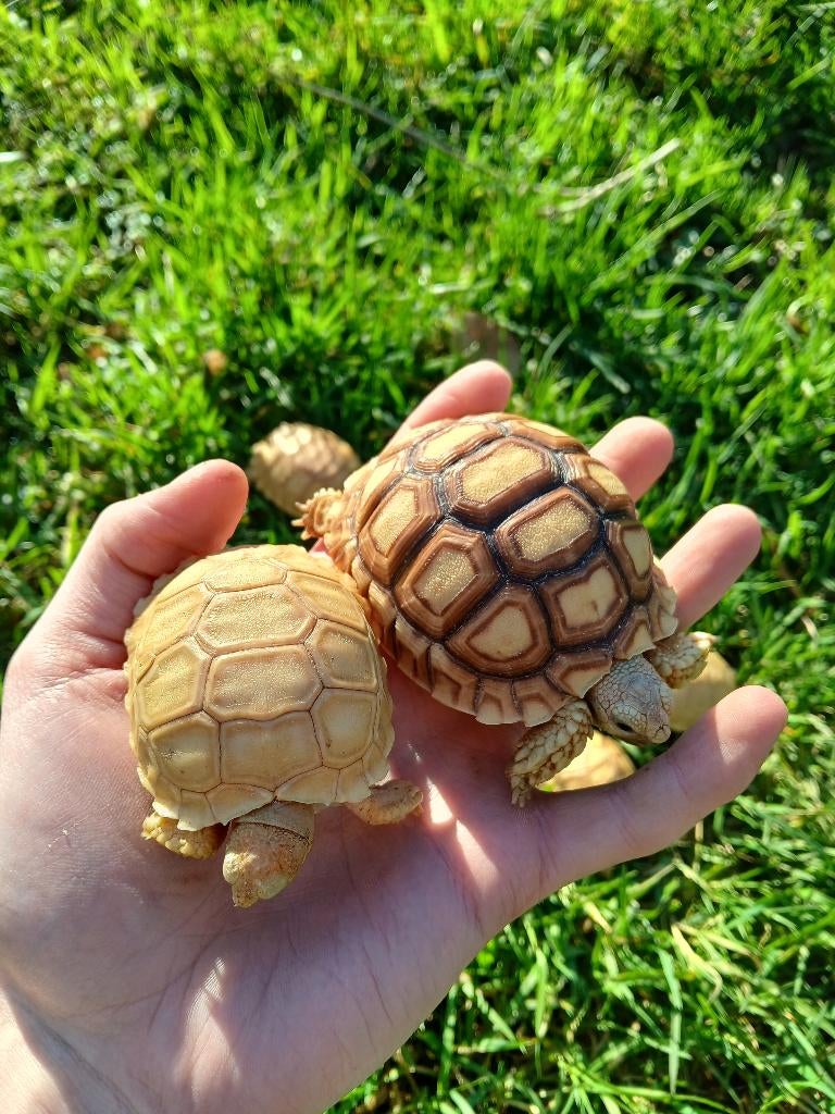 Sulcata ivory, Dieren en Toebehoren, Slang, 0 tot 2 jaar