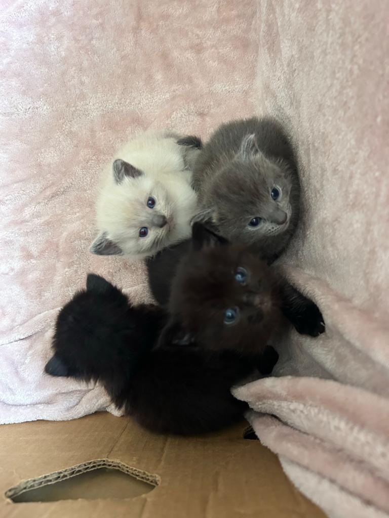 3 kittens te koop! Ophalen in Bergeijk zie beschrijving, Meerdere dieren, Kortharig, 0 tot 2 jaar