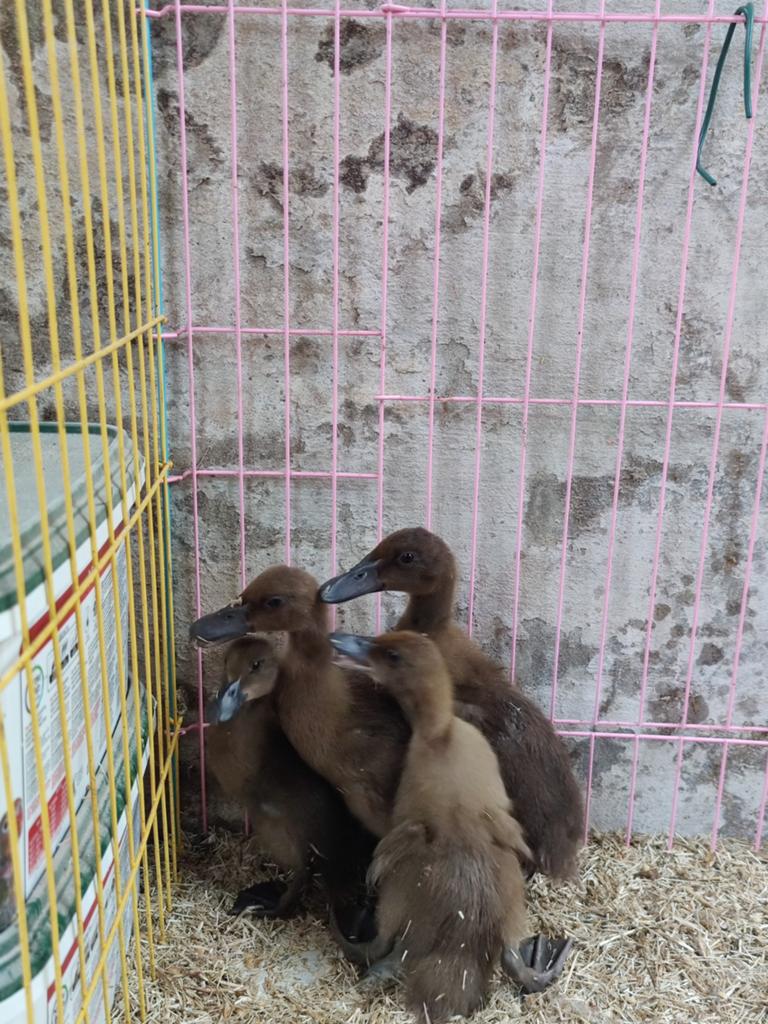 Khaki Campbell eenden, Dieren en Toebehoren, Pluimvee, Meerdere dieren, Eend