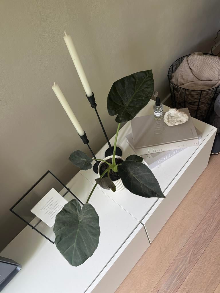Mooie kamerplant met pot, Overige soorten, In pot, Minder dan 100 cm, Groene kamerplant