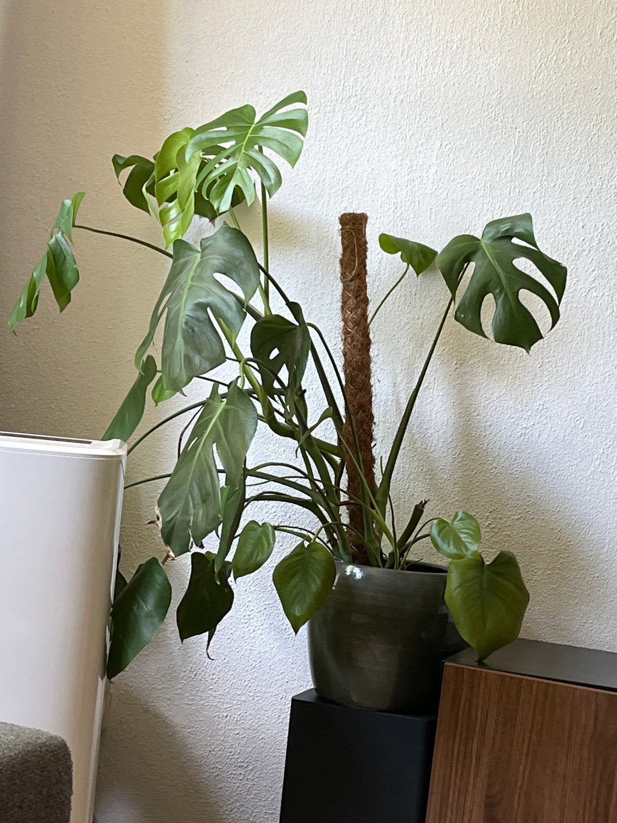 Monstera Deliciosa (Gatenplant) met mosstok, Ophalen, 100 tot 150 cm, Overige soorten, Halfschaduw