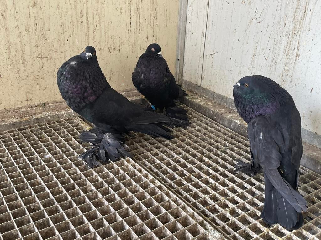 Hollandse Kroppers, Meerdere dieren, Overige soorten