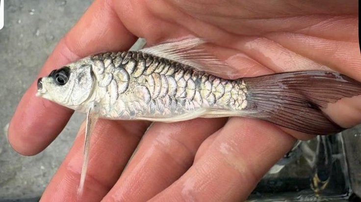 Doitsu Karashigoi butterfly kois !!, Dieren en Toebehoren, Vissen | Vijvervissen, Karper of Koi