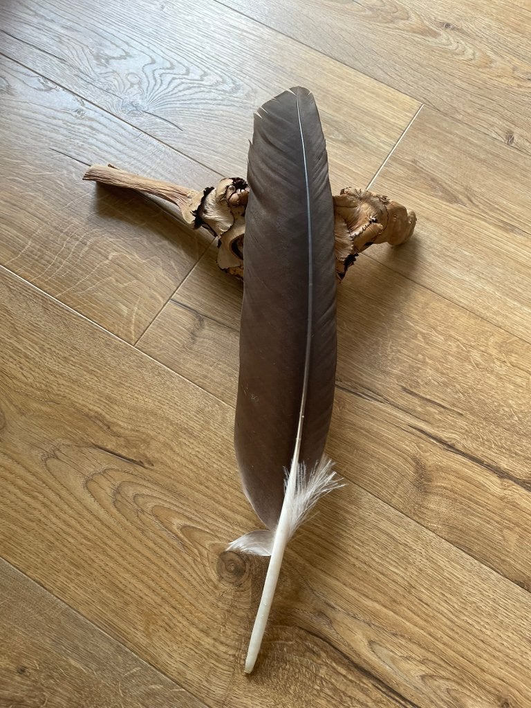 Vale gier veer / smudge veer, Verzamelen, Ophalen, Nieuw, Vogel, Overige typen