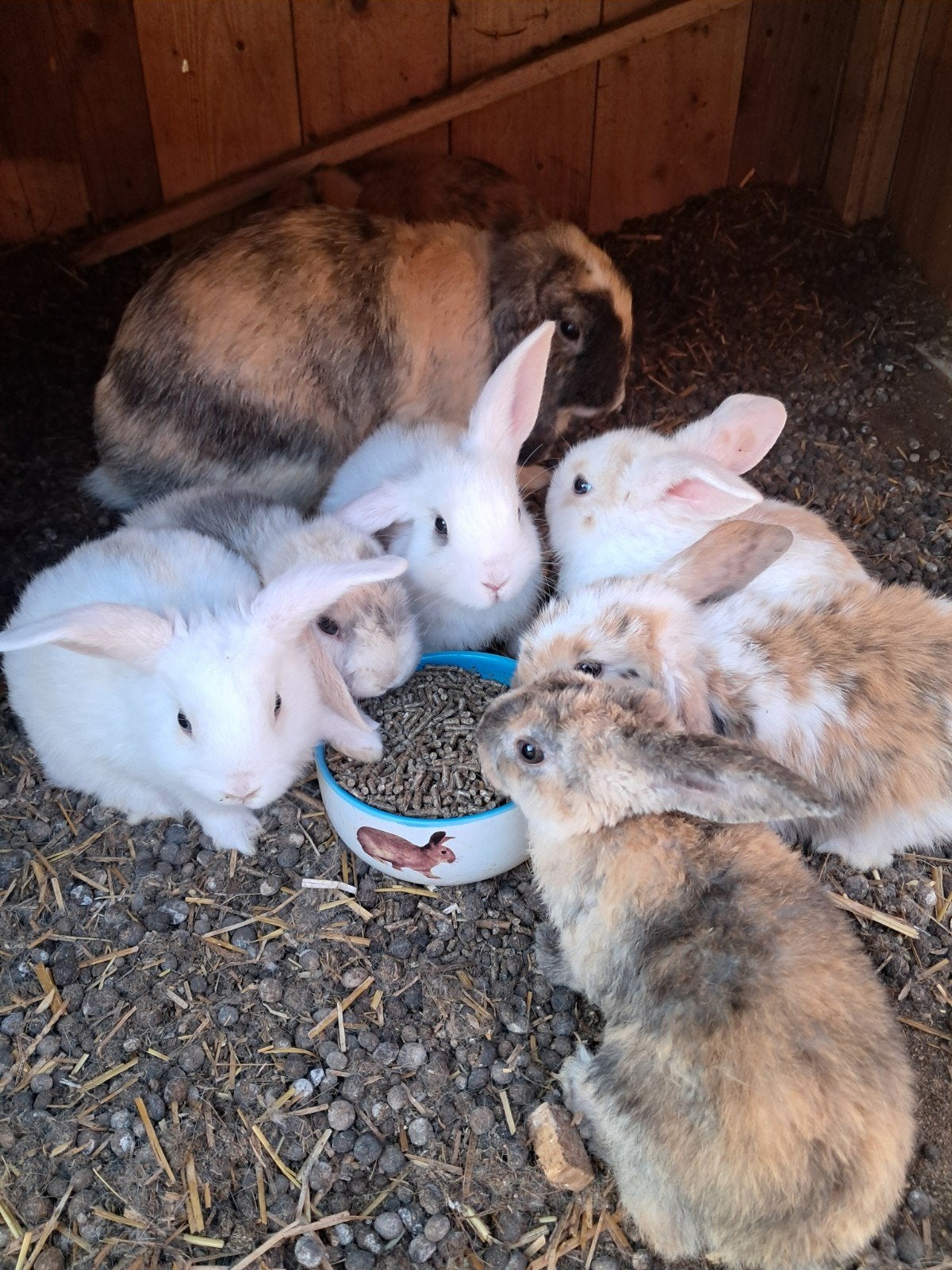 Jonge voedster en rammetje konijntjes. Boerderij.Dwergkonijn, Mei, Meerdere dieren, Overige typen, Tam