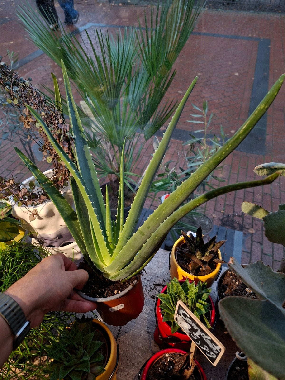 Aloë Vera, Ophalen, Vetplant, Halfschaduw, In pot