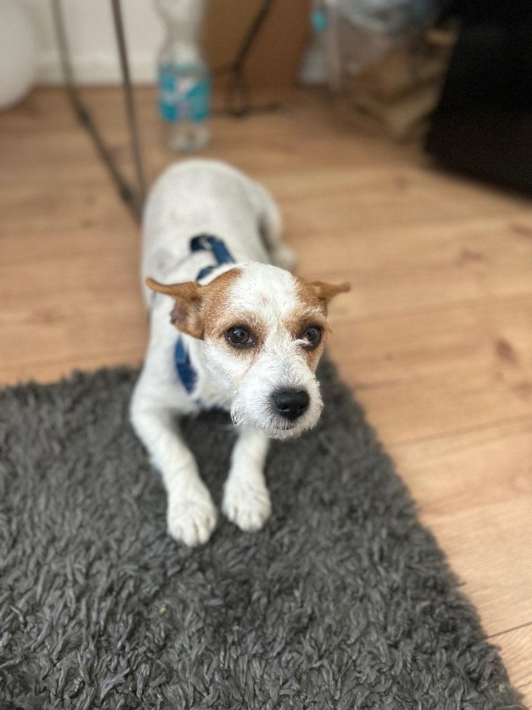 JACK RUSSEL FOR SALE, Particulier, Jack Russell Terriër, Buitenland, Teef