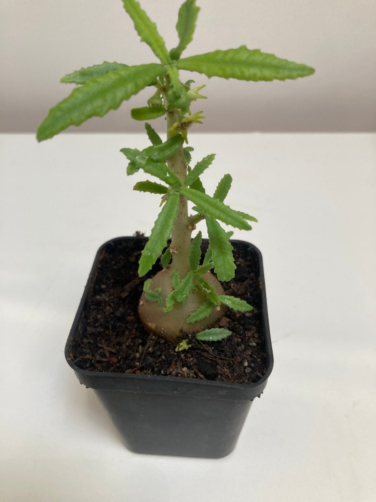Dorstenia Hildebrandii, Vetplant, Ophalen of Verzenden, Minder dan 100 cm, Volle zon