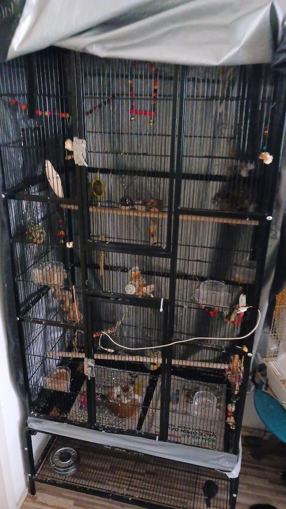 Vogels, Dieren en Toebehoren, Meerdere dieren, Tropenvogel, Geringd