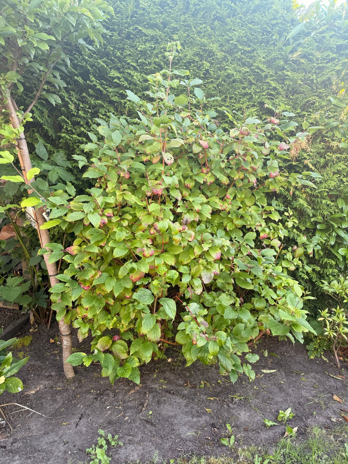 Gratis: Rode Kornoelje (2 stuks) - 150 cm hoog, Tuin en Terras, Planten | Tuinplanten, Volle zon, Vaste plant, Bloeit niet, Ophalen