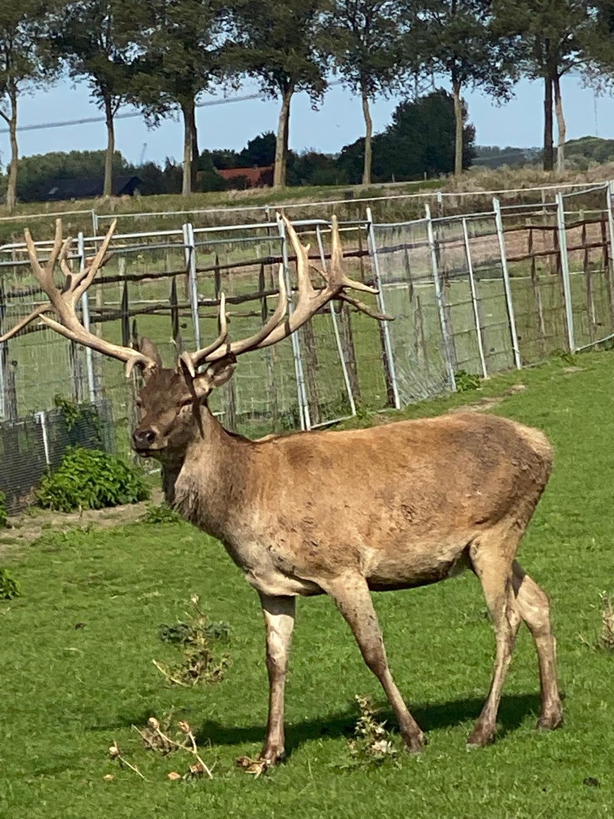 Grote edelhert bok te koop, Dieren en Toebehoren, Mannelijk, Geit, 3 tot 5 jaar