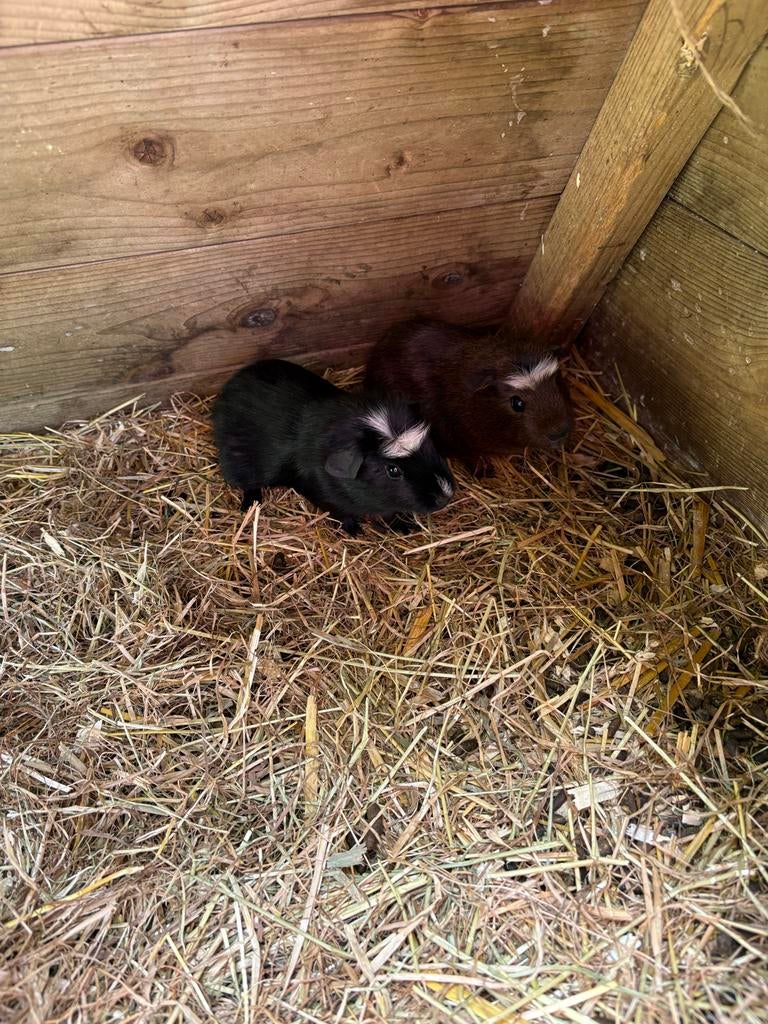 Cavia mannetjes, Dieren en Toebehoren, Mannelijk, Tam, Maart, Cavia