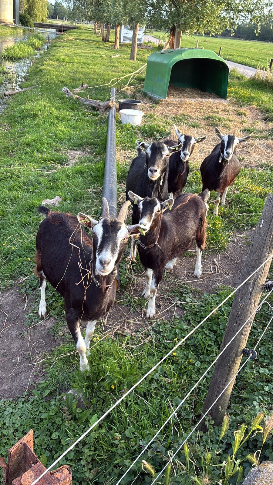 Prachtige grote zwarte hoornloze toggenburger bok, Dieren en Toebehoren, Schapen, Geiten en Varkens, Mannelijk, Geit