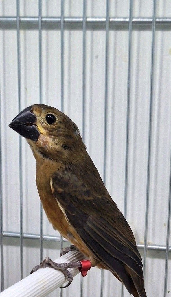 Twatwa jongman 2026, Mannelijk, Wildzangvogel, Geringd