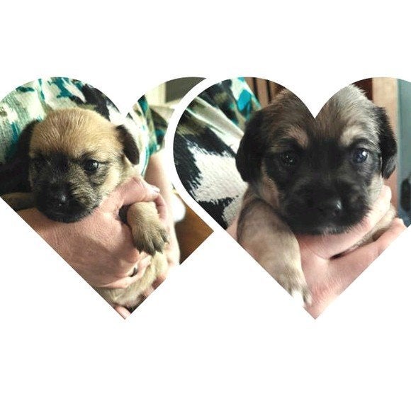 Te reserveren nog 2 puppy's meisjes/ teefjes Boomer x AHT, Dieren en Toebehoren, Overige rassen, 8 tot 15 weken, Teef, Meerdere