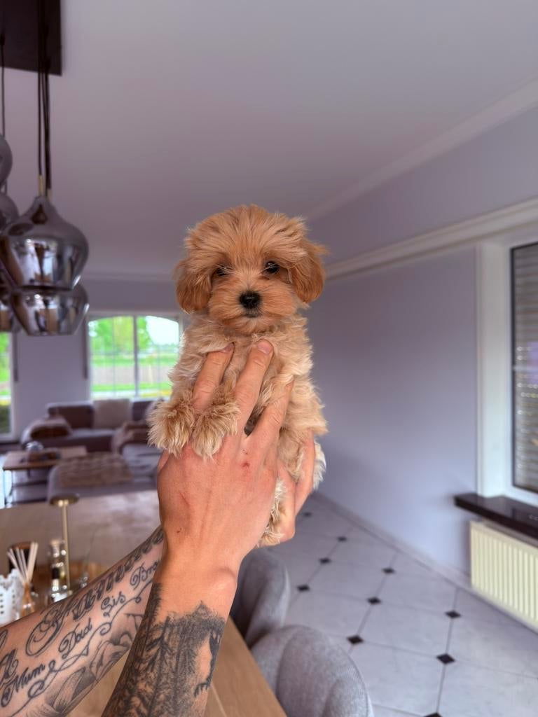 Prachtige mini maltipoo pups, Parvo, België, Particulier, Overige rassen