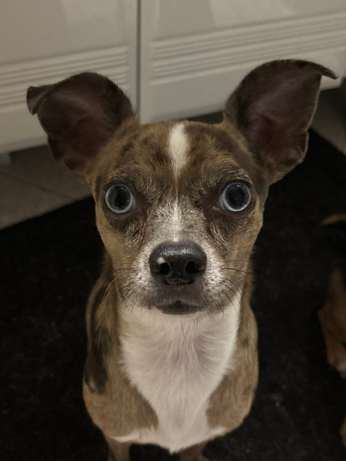 Diablo, Dieren en Toebehoren, Honden | Chihuahua's en Gezelschapshonden, Parvo, Eén hond, 3 tot 5 jaar, Nederland