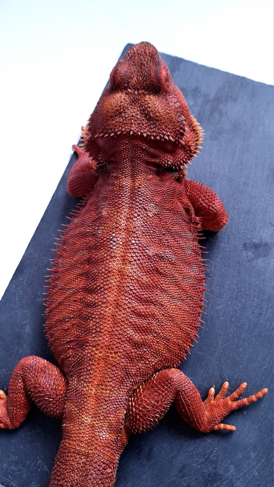 (Aktie) 2x 50% Red Monster Blue Tiger Baardagaam Vrouwtjes Bearded Dragon photo 8