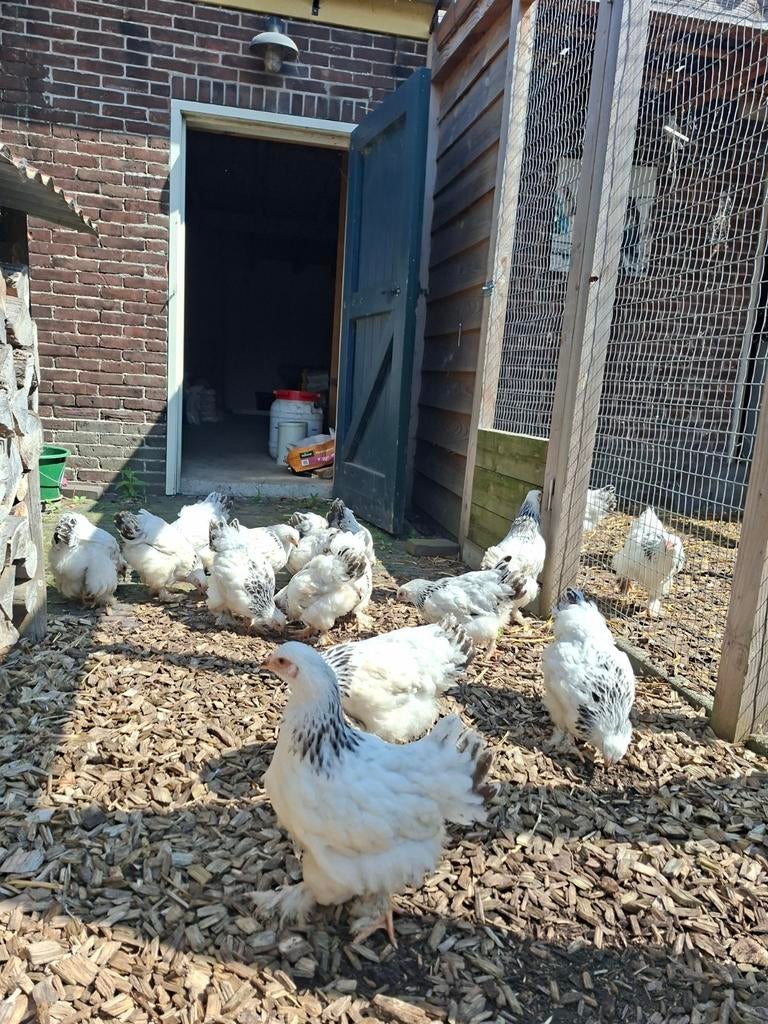 Brahma hanen, Dieren en Toebehoren, Pluimvee, Mannelijk, Kip