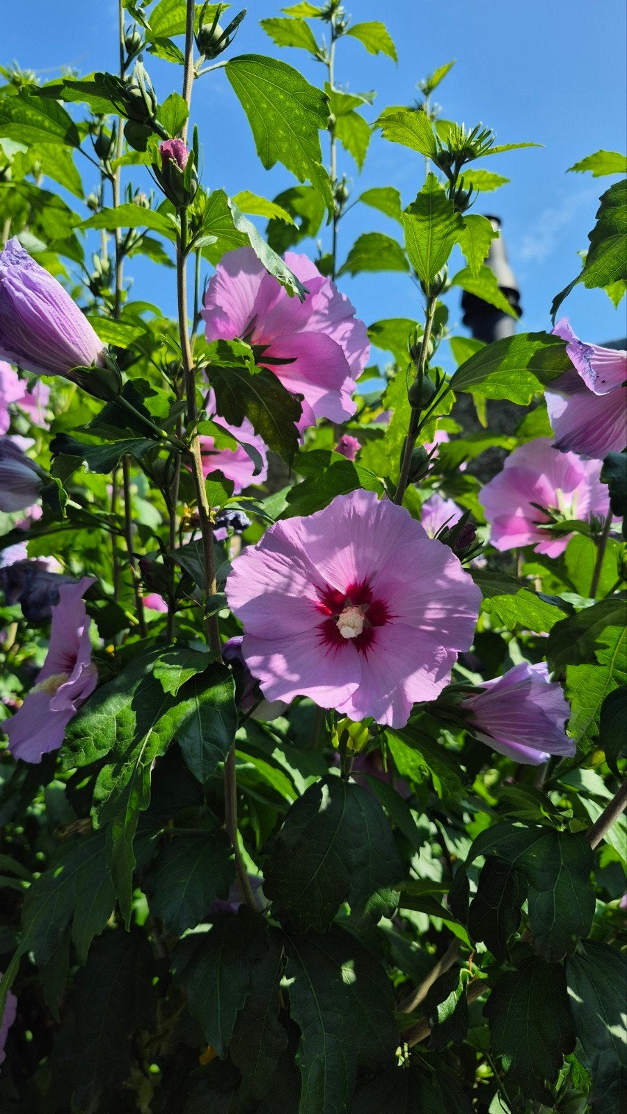 Tuinplant | Hibiscus | vaste plant | paarse bloem, Tuin en Terras, Vaste plant, Halfschaduw, Zomer, Ophalen