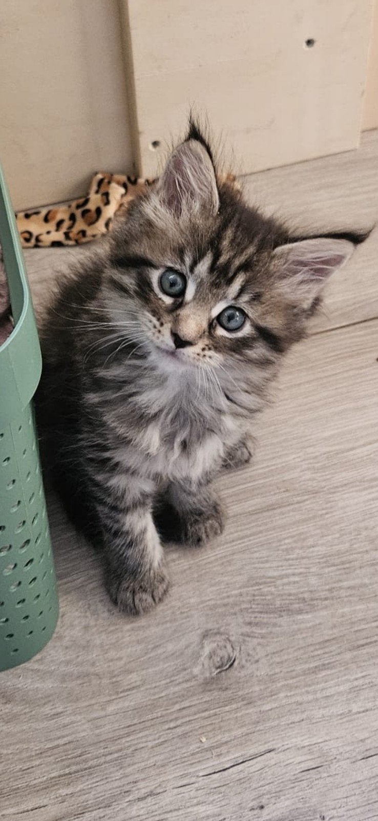 maine coon kitten, Dieren en Toebehoren, Katten en Kittens | Raskatten | Langhaar, Poes, Gechipt, 0 tot 2 jaar