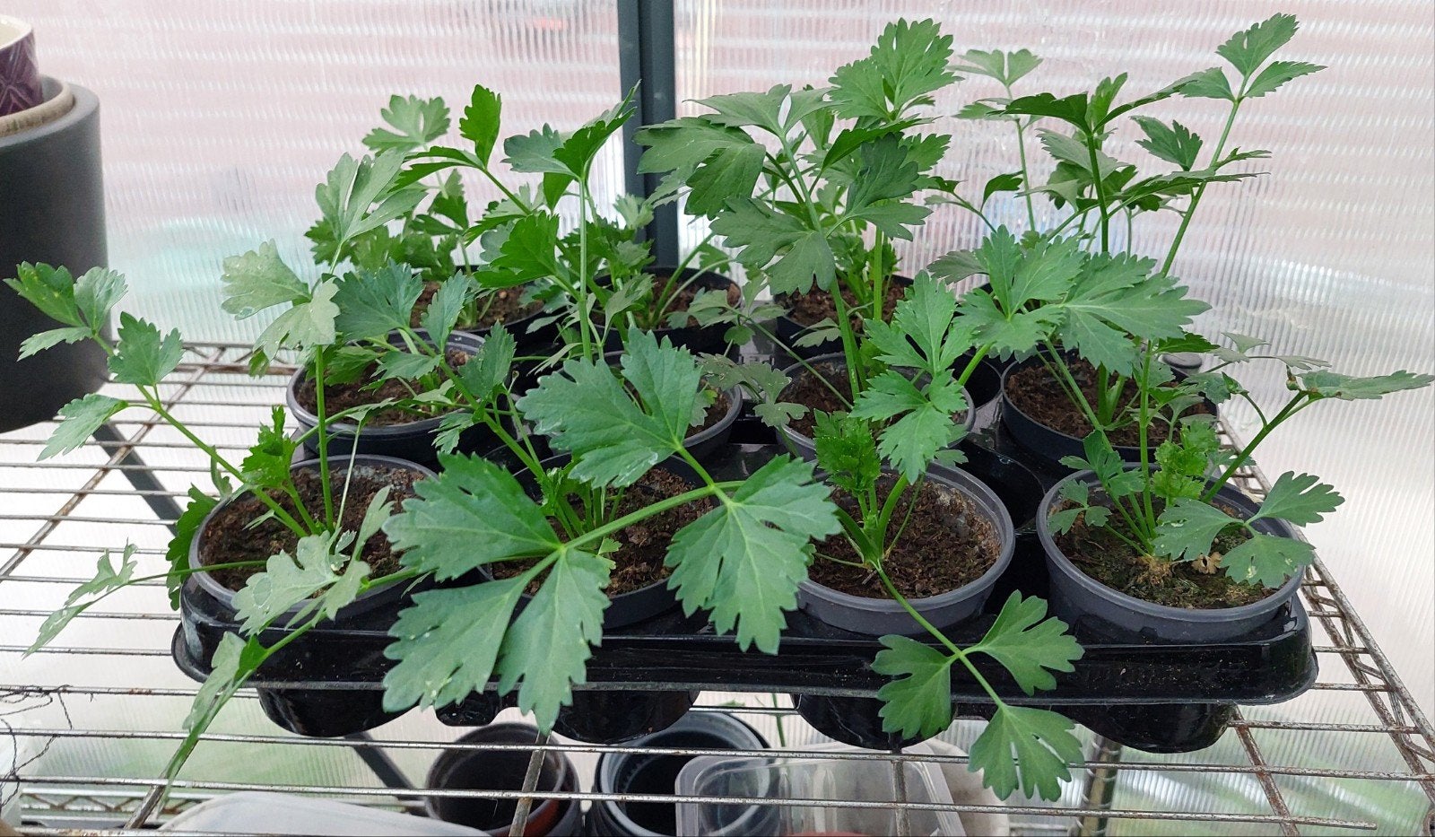 Verse Selderij Plantjes  €1,50 per stuk, Ophalen, Volle zon, Groenteplanten, Bloeit niet